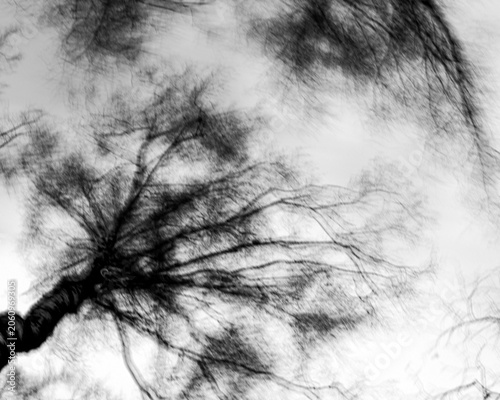 Cuadro en lienzo photography with abstract and airy composition, resembling tree crowns viewed fr
