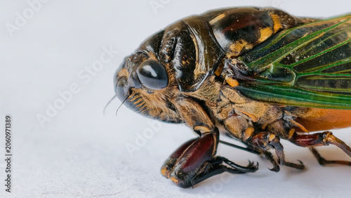 Fotografía Extreme Close-Up of a Cicada with Detailed Features and Translucent Wings on a W