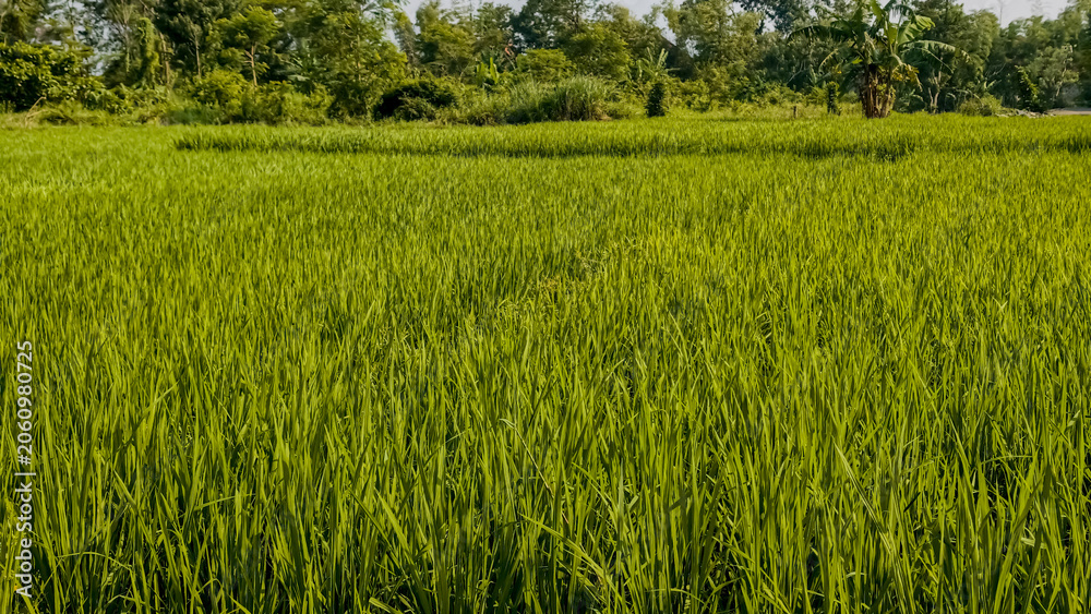 Fototapeta premium Lush green rice paddy field in a rural agricultural landscape