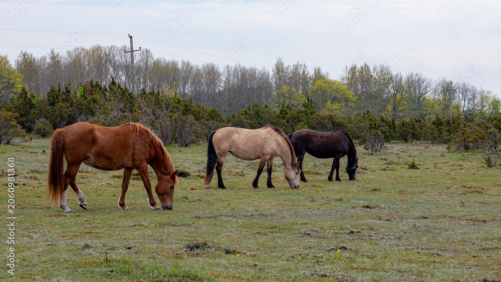 Fototapeta premium spring landscape with herd of horses, horses eating grass in meadow,