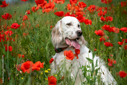 Portrait of an elegant white with red spots of an English setter among bright red poppies. Walking with a dog outside the city. Hunting dogs.
