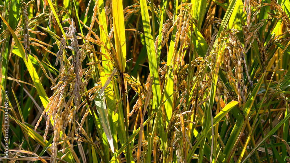 Obraz premium Golden rice stalks ripening in a lush agricultural field during harvest season under bright natural sunlight