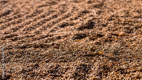 Quadro em tela A close-up of countless brown grains of rice, forming a textured surface with a subtle wave pattern, evokes images of natural harvest and agricultural abundance