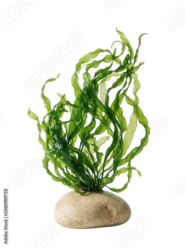 Seaweed on rock transparent background