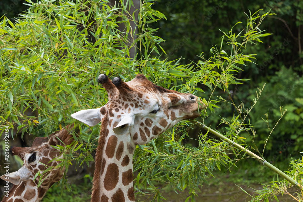 Naklejka premium Close-up of giraffes eating