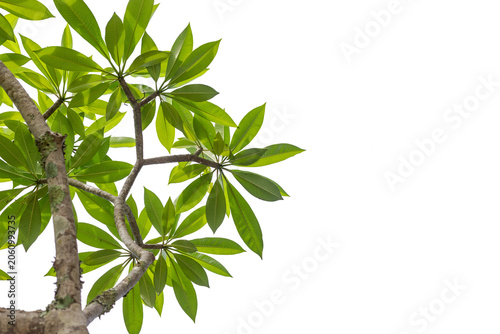 Plumeria tree leaves isolated on white background