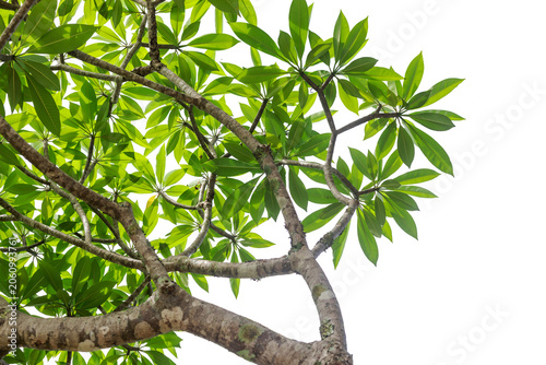 Plumeria tree leaves isolated on white background
