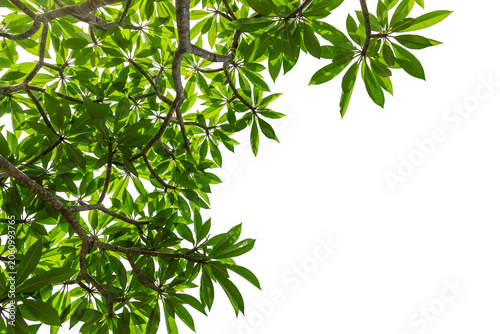 Plumeria tree leaves isolated on white background
