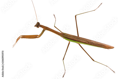 Praying mantis (Mantis religiosa) isolated on white background. Giant Rainforest Mantis