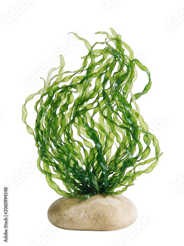 Seaweed on rock, green seaweed, transparent background