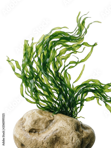 Seaweed on rock with transparent background