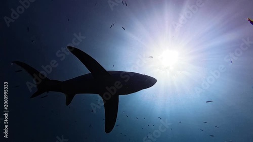 Pelagic Thresher Shark Swimming Beneath Sunlit Ocean Surface