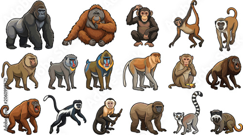 Bild auf Leinwand Monkeys and apes cartoon collection vector illustration set featuring gorilla ch