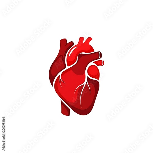 Illustration of a human heart organ isolated on a white background.