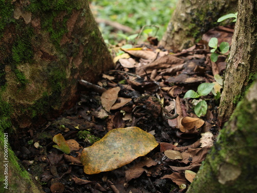 Canvas-taulu a yellow leaf in the middle of a tree
