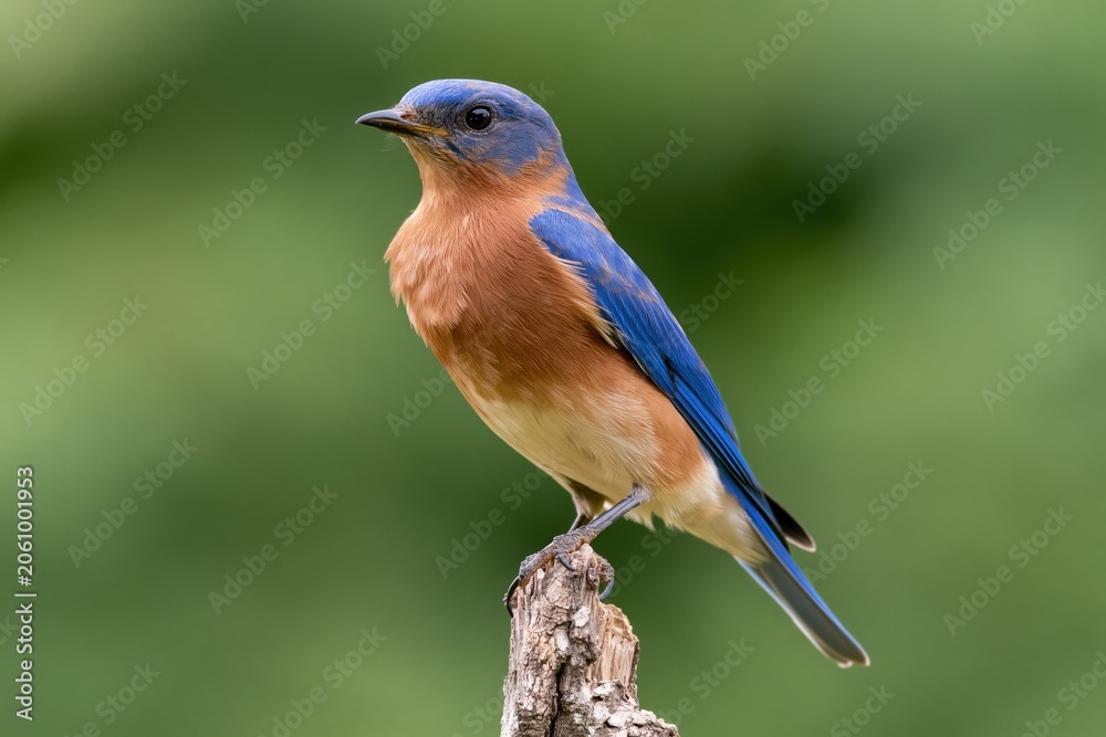 Obraz premium The Bluebird Perched on a Weathered Branch in Lush Green Background