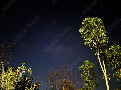 Starry night sky above tropical trees, featuring faint Milky Way details and countless stars. Atmospheric astrophotography landscape with illuminated foliage, dark blue sky, and serene wilderness ambi