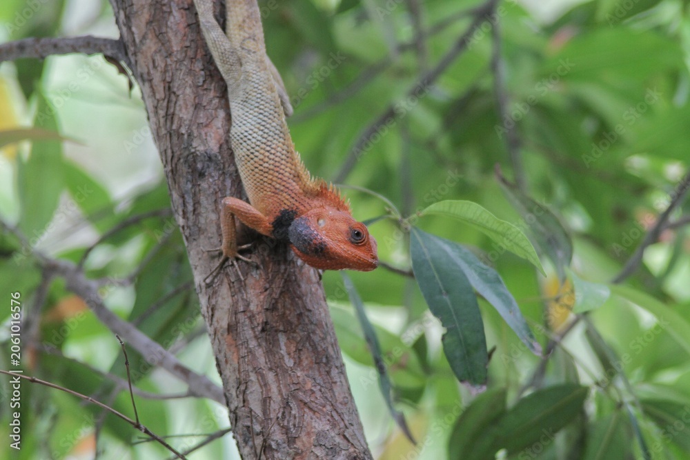 Fototapeta premium Orange-Headed Garden Lizard Clinging to Tree Trunk in Lush Tropical Forest