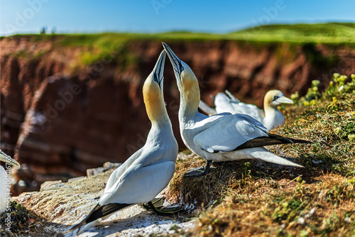 Принти на полотні Northern gannet Morus bassanus pair touches bills on grassy coastal nesting ledg