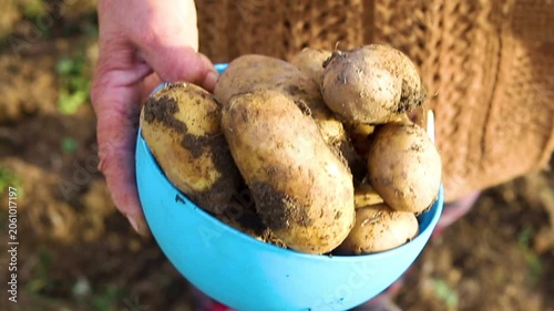 Women's hands hold fresh potatoes dug out of the fertile soil. Harvest organic crops from a garden bed. Close-up of tubers ready for cooking in a cup.