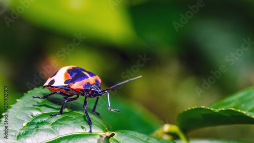 Camellia Shield Bug,Tea Seed Bug (Poecilocoris latus) | Flickr