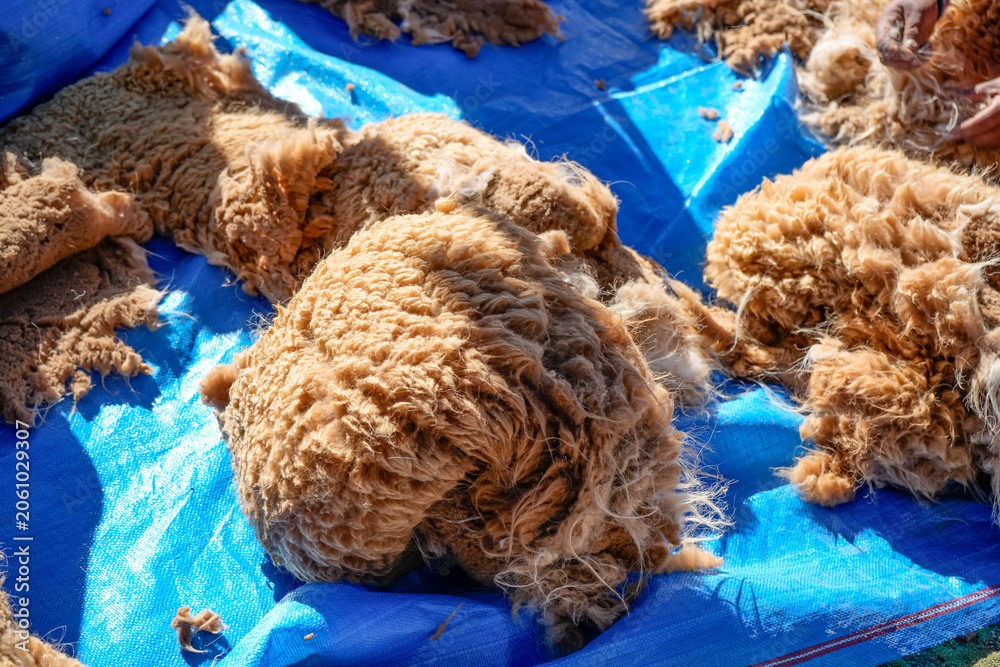 Fototapeta premium Camelid fiber fleece on blue tarp during shearing work