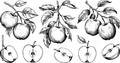 Hand drawn black and white apple fruit illustration set with branches leaves and sliced halves