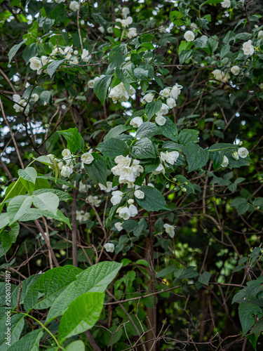 green beans in the garden