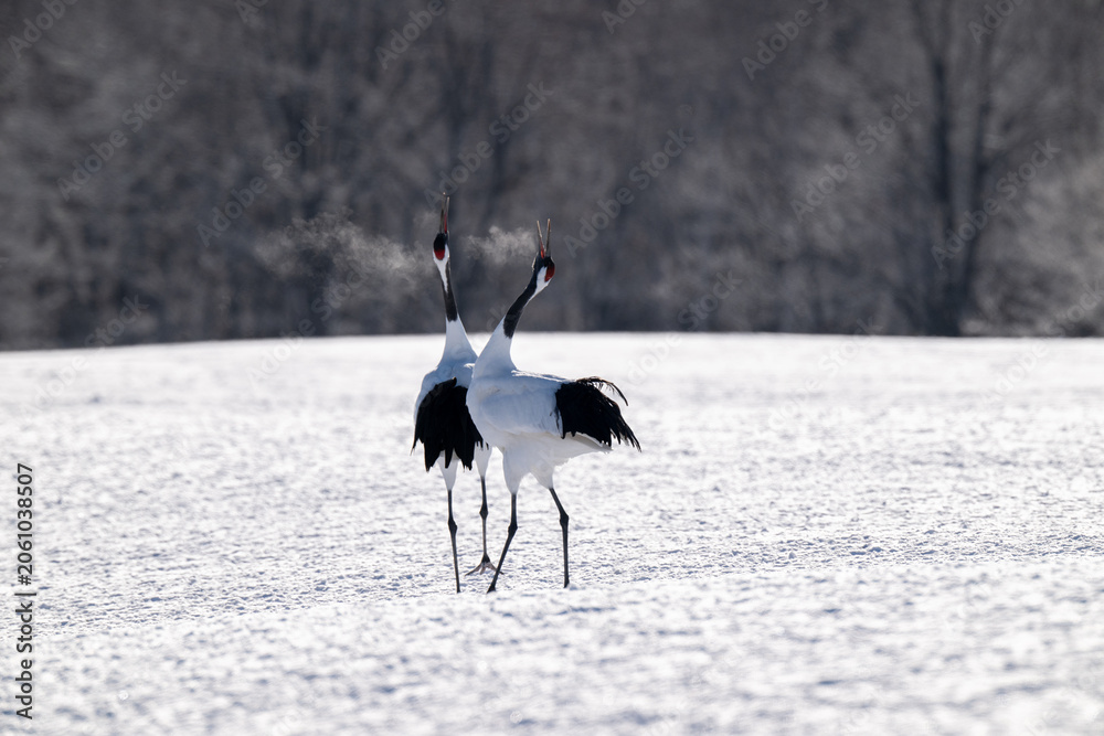 Obraz premium Red-crowned cranes calling in snowy Tsurui Village, Hokkaido / 雪の鶴居村で鳴き交わすタンチョウ