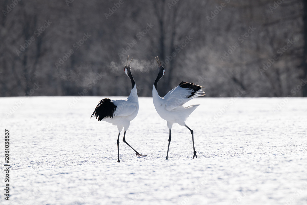 Obraz premium Red-crowned cranes calling in snowy Tsurui Village, Hokkaido / 雪の鶴居村で鳴き交わすタンチョウ