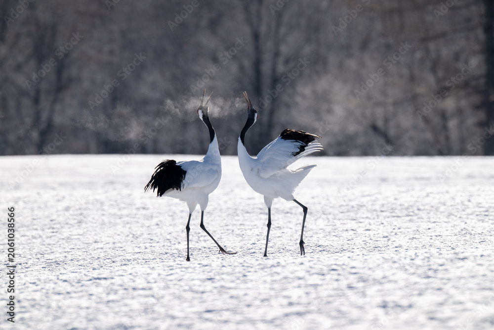 Obraz premium Red-crowned cranes calling in snowy Tsurui Village, Hokkaido / 雪の鶴居村で鳴き交わすタンチョウ