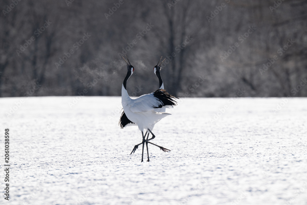 Obraz premium Red-crowned cranes calling in snowy Tsurui Village, Hokkaido / 雪の鶴居村で鳴き交わすタンチョウ