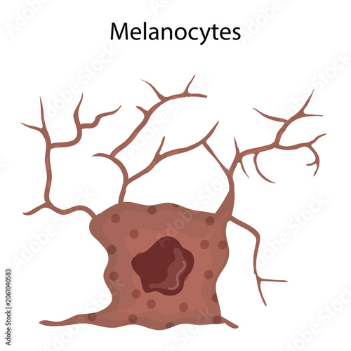Vector Illustration of Melanocyte Cell from Human Epidermis