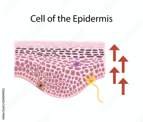Cross Section Vector Diagram of Human Epidermis Showing Skin Cells