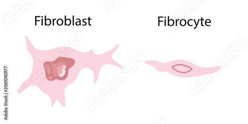 Foto vector illustration of Fibroblast and Fibrocyte Cells Structure