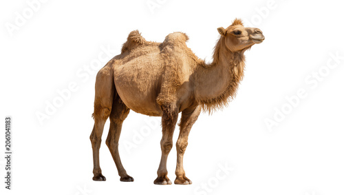 Fotografia Dromedary camel with one hump standing