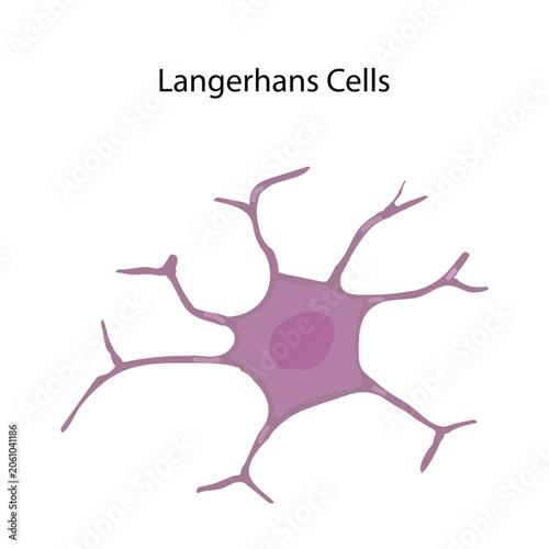Foto Vector Illustration of Langerhans Cell in Human Epidermis