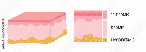 Quadro su tela Vector Anatomy Diagram of Human Skin Layers and Structure