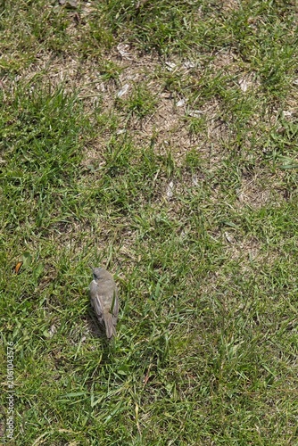 Lesser Whitethroat (Curruca curruca) on grassy ground, Estonia, Europe.