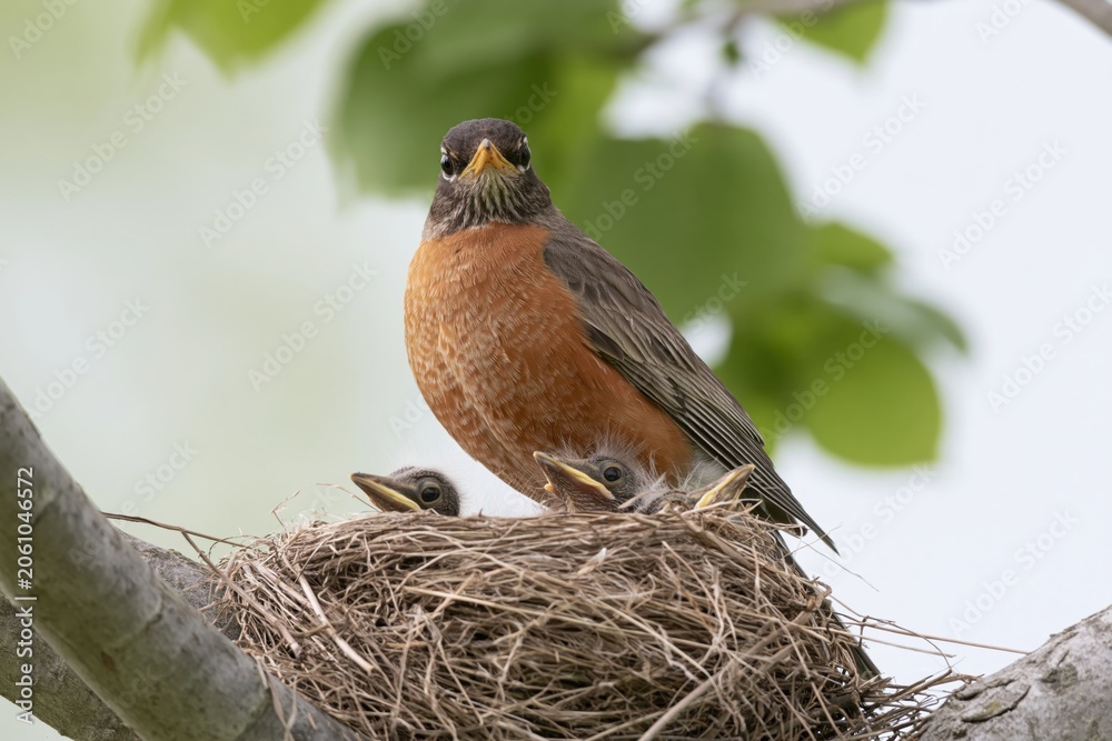Obraz premium The robin in a nest with two hungry chicks under leafy branches