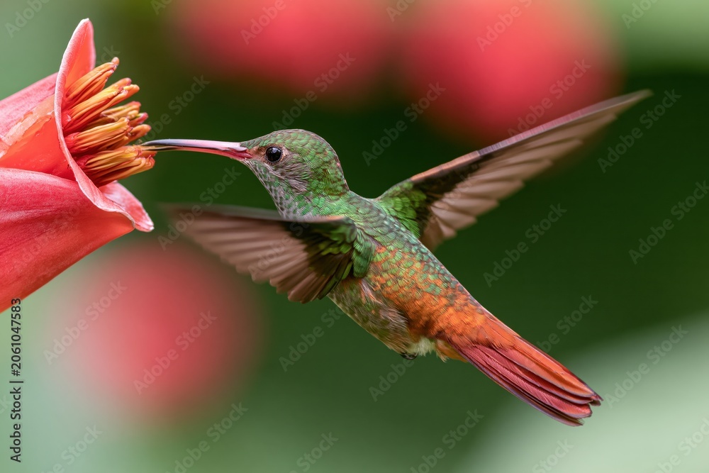 Fototapeta premium The Hummingbird Drinking Nectar from a Pink Flower in Flight