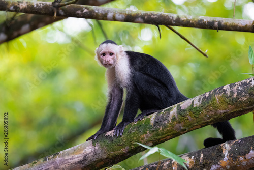 Photography Capuchin monkey on tree branch
