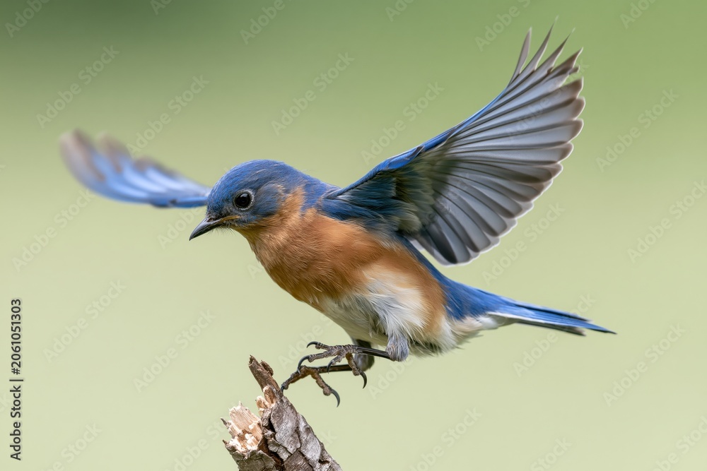 Obraz premium The bluebird in midflight perched on a weathered branch against a soft green backdrop