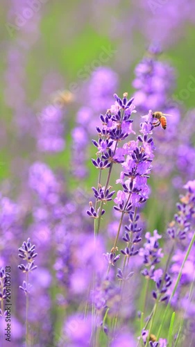 vertical video of bee on lavender flower