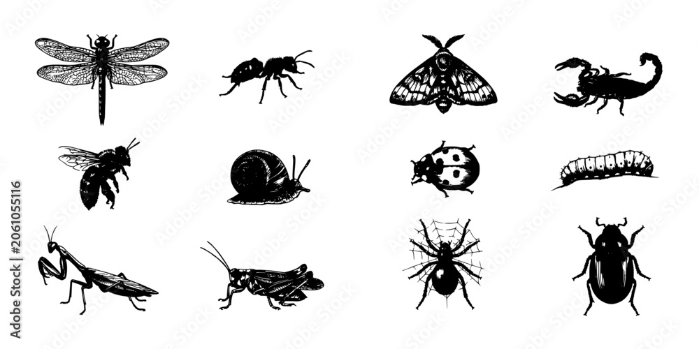 Fototapeta premium Insects Collection on White Background, Detailed Black-and-White Illustration with Dragonflies, Beetles, Moths, Spiders and Caterpillars