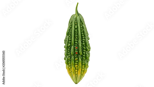 Bitter Gourd Vegetable Illustration