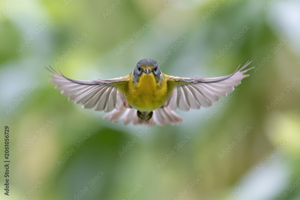 Fototapeta premium The Hummingbird in Midair Graceful Flight over Lush Green Tropical Foliage