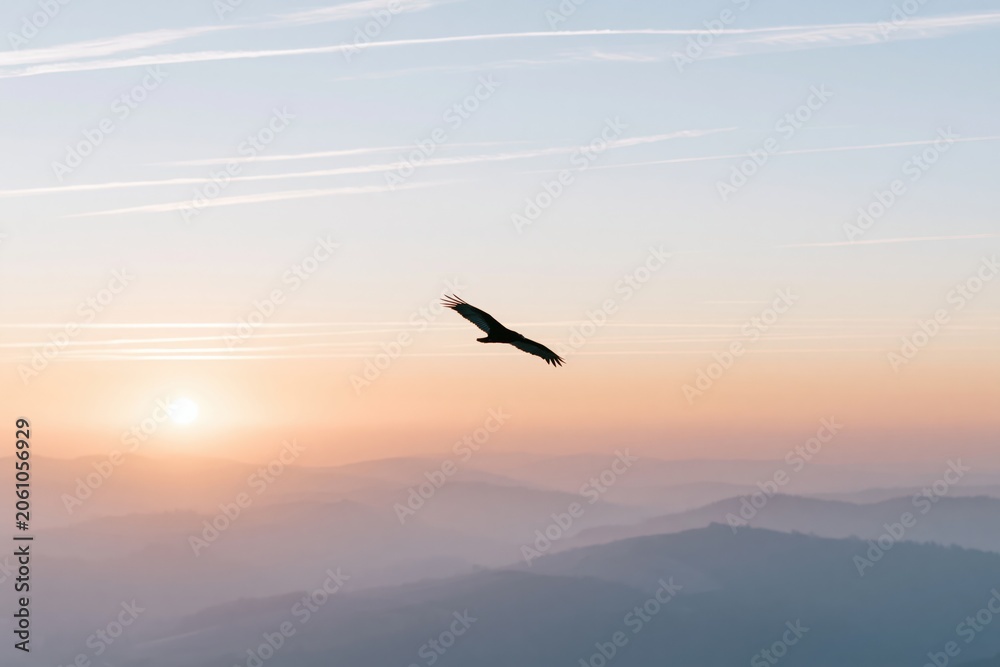 Fototapeta premium The Eagle in Flight Across Sunrise Skies Over Misty Mountain Horizon