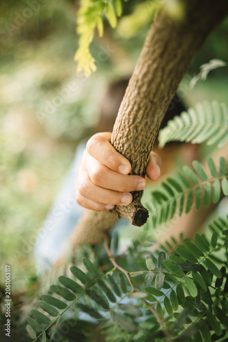 Close-up of a child's hand holding a tree branch during outdoor exploration. Concept of nature connection, adventure, environmental learning, childhood development, and active play.