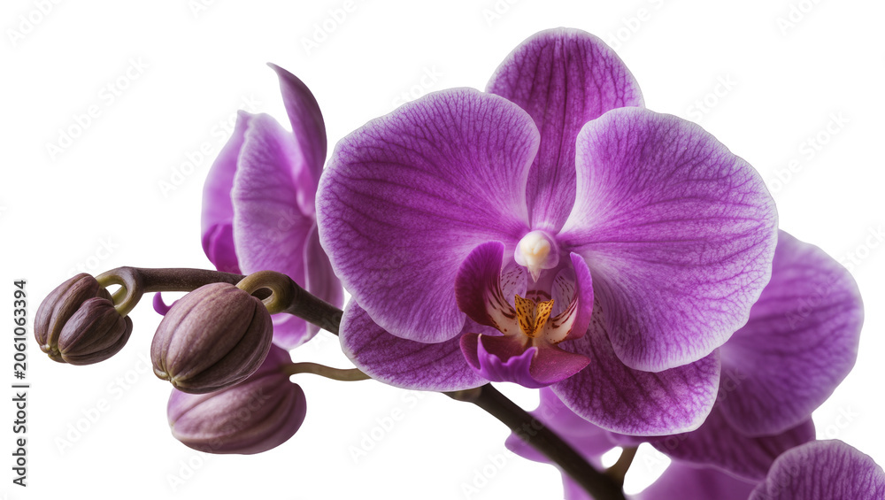 Obraz premium Purple orchid flowers and buds on stem